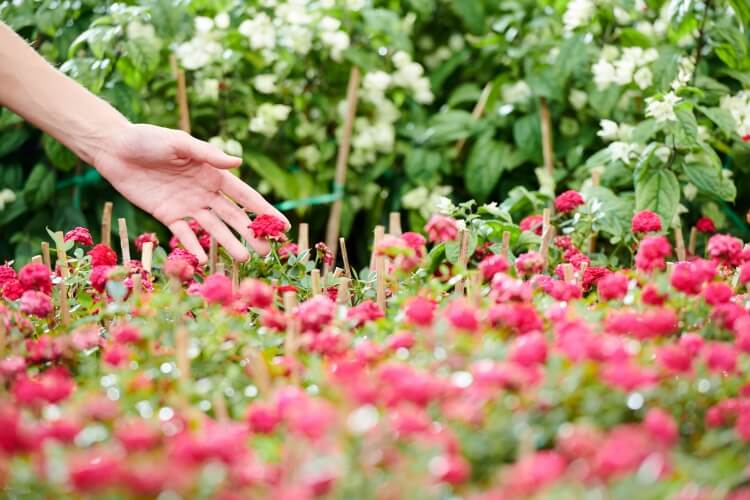 Quelles sont les fleurs qui fleurissent tout lète ? - La-mariee.fr